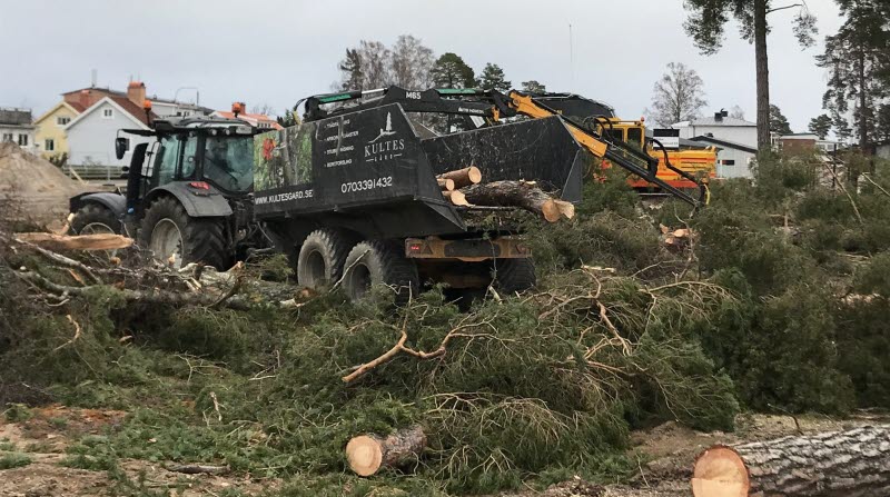 Fällda träd och grenar lasta på lastbil för att forslas bort från området