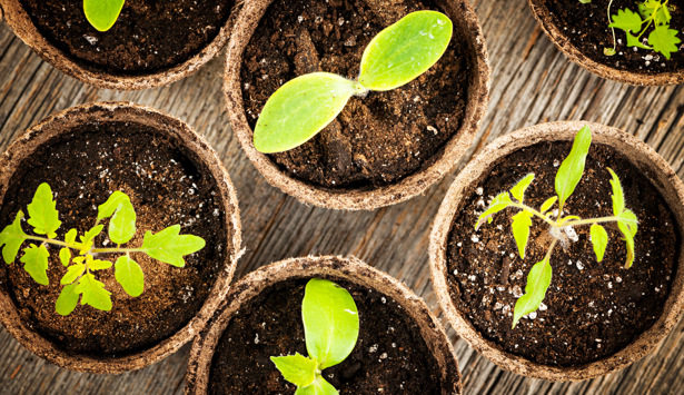 En grupp små krukor fyllda med gröna växter.