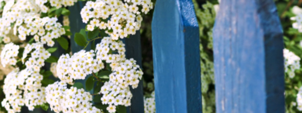 Ett blått staket med vita blommor som växer över det