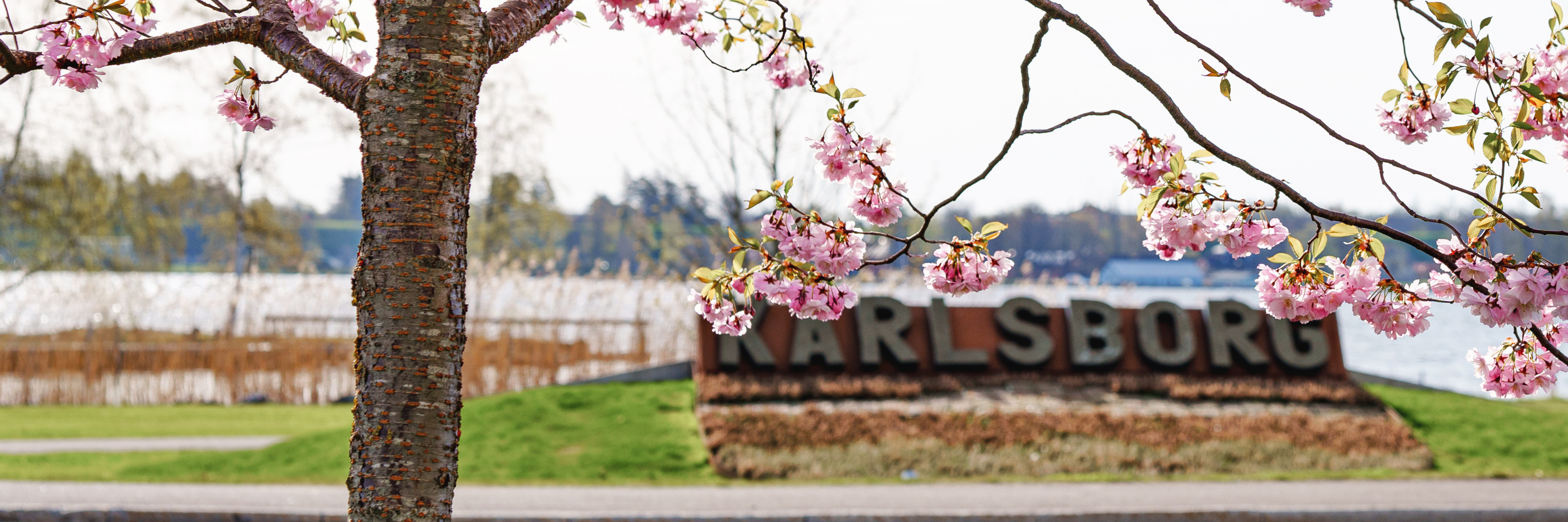 Ett träd med rosa blommor framför en skylt med vatten i bakgrunden.