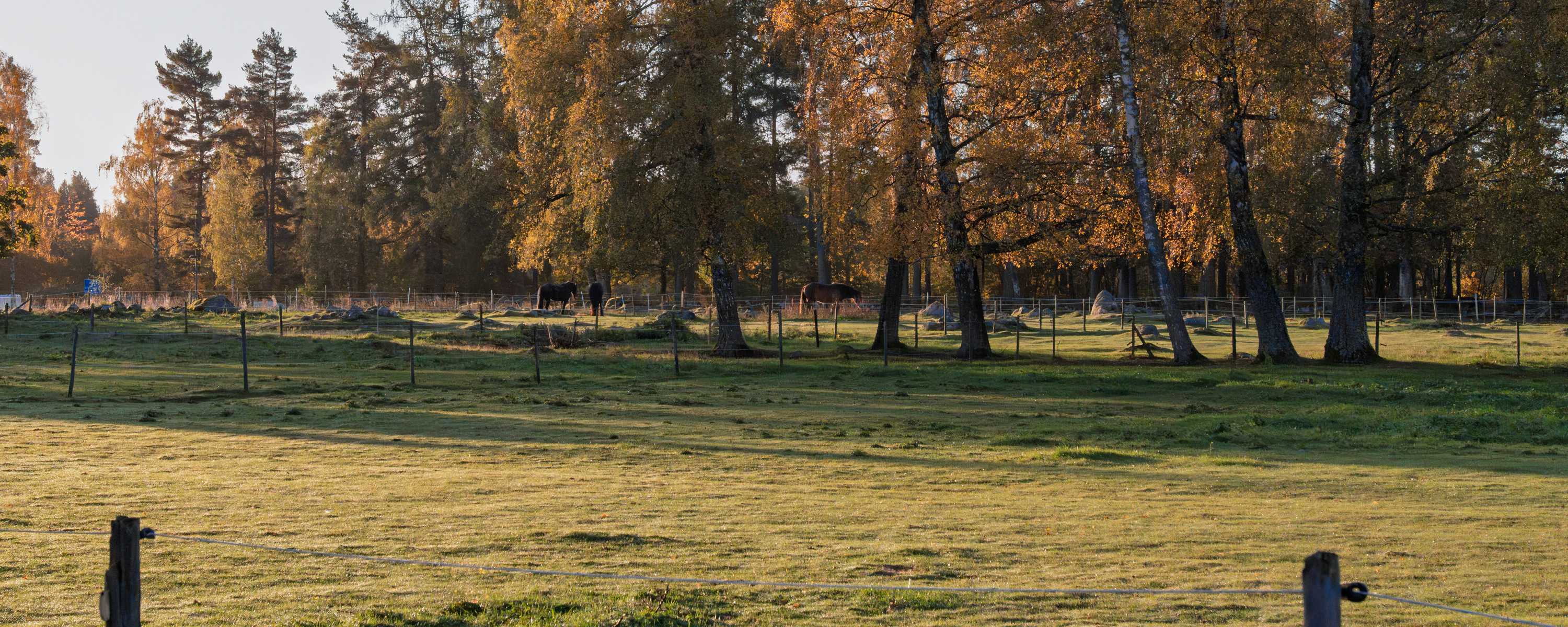 Ett gräsbevuxet fält med träd och hästar i bakgrunden.