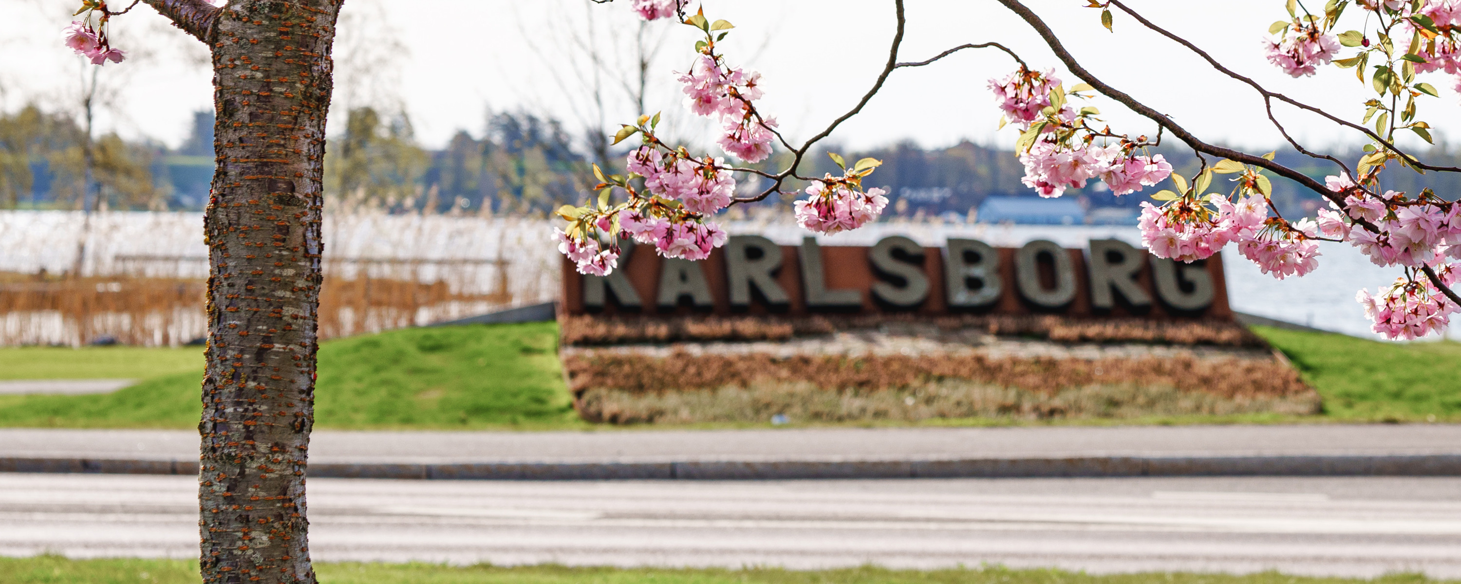 Ett träd med rosa blommor framför en skylt med vatten i bakgrunden.