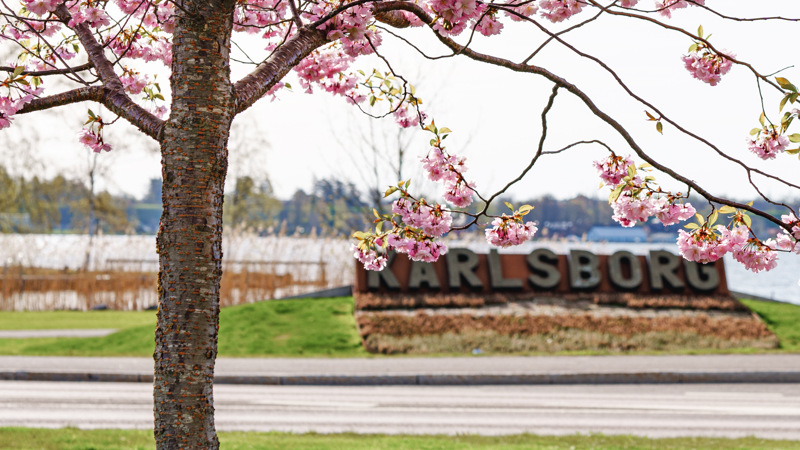 Ett träd med rosa blommor framför en skylt med vatten i bakgrunden.
