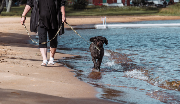 Promenad med hundar.