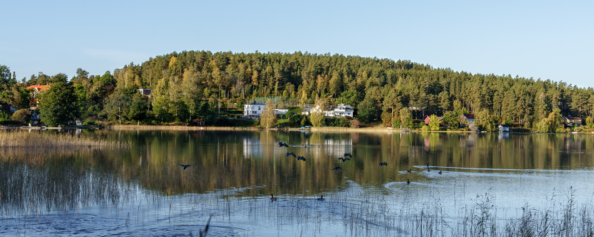 En sjö omgiven av högt gräs och träd 
