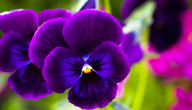 Flera lila penséer som växer i gräset.