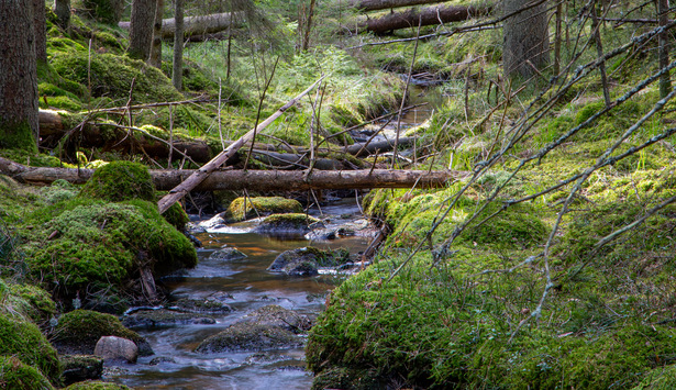 Vattendrag i skogen