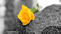 Gul ros på en gravsten